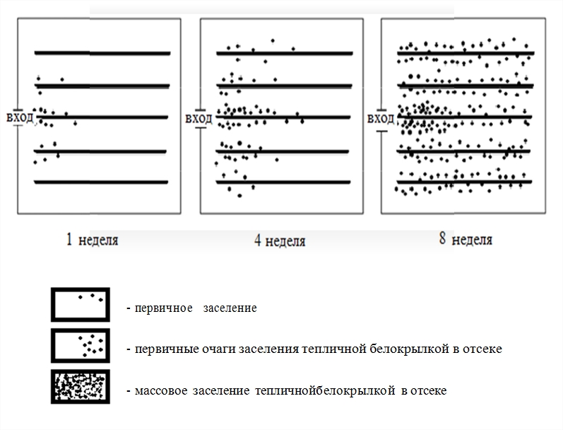 Динамика заселения отсека тепличной белокрылкой через двери отсека, ее расселение на площади